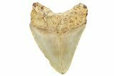 Fossil Megalodon Tooth - North Carolina #245749-1